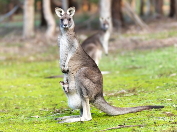 Kangaroos are not jumping down the street in the heart of Sydney - contrary to popular opinion